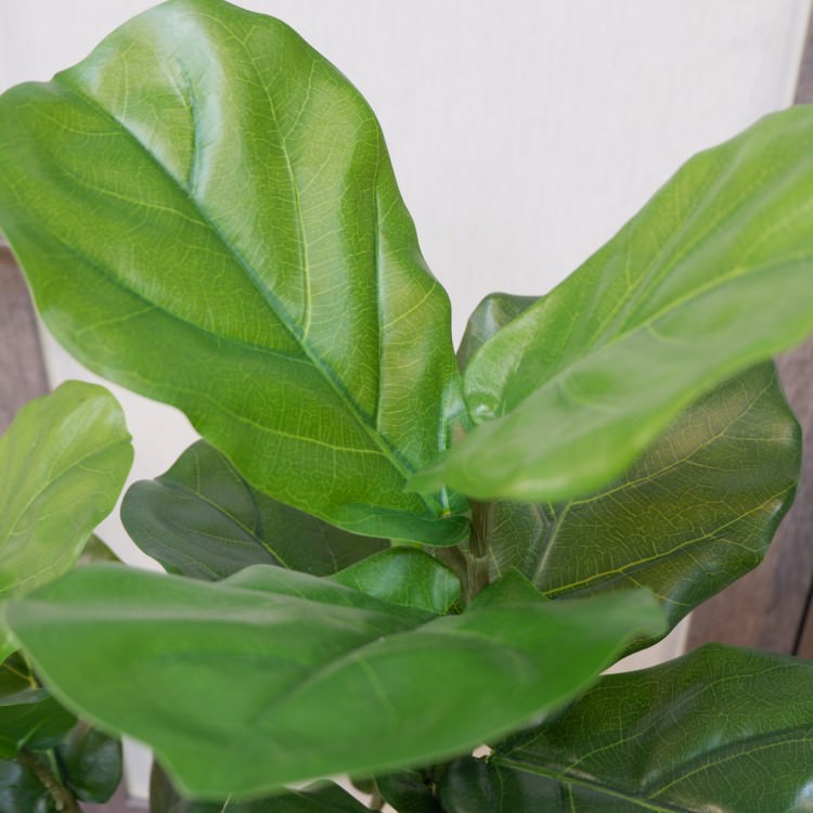 Хݥå117cmVR22033 ƥե륰꡼ ͹տʪ ͹ ʰȭդ꡼