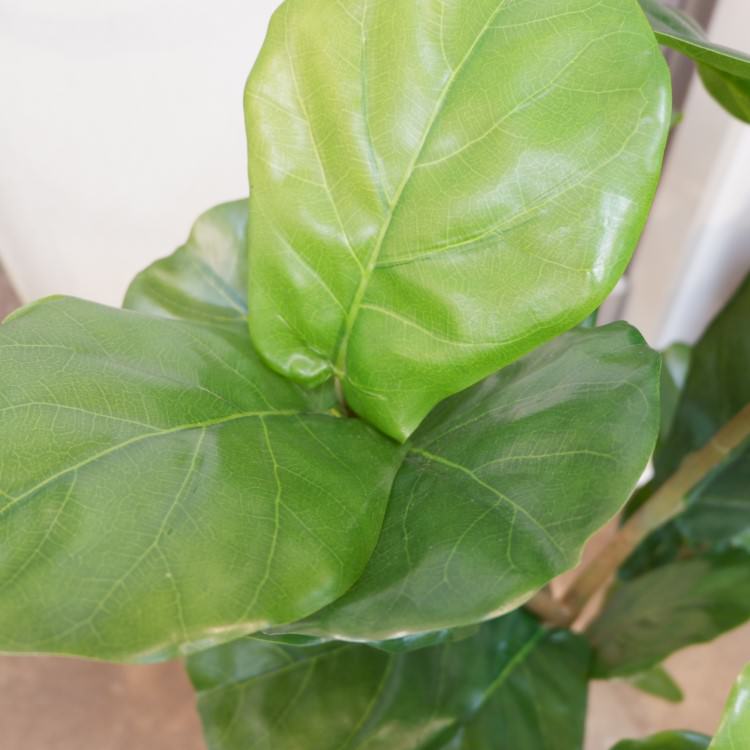 Хݥå117cmVR22033 ƥե륰꡼ ͹տʪ ͹ ʰȭդ꡼