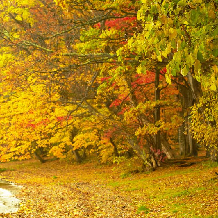 IGREBOW ̳ƻ դޤƶʡ[ 12] ܥ ƥꥢե ԥ㡼 ̿