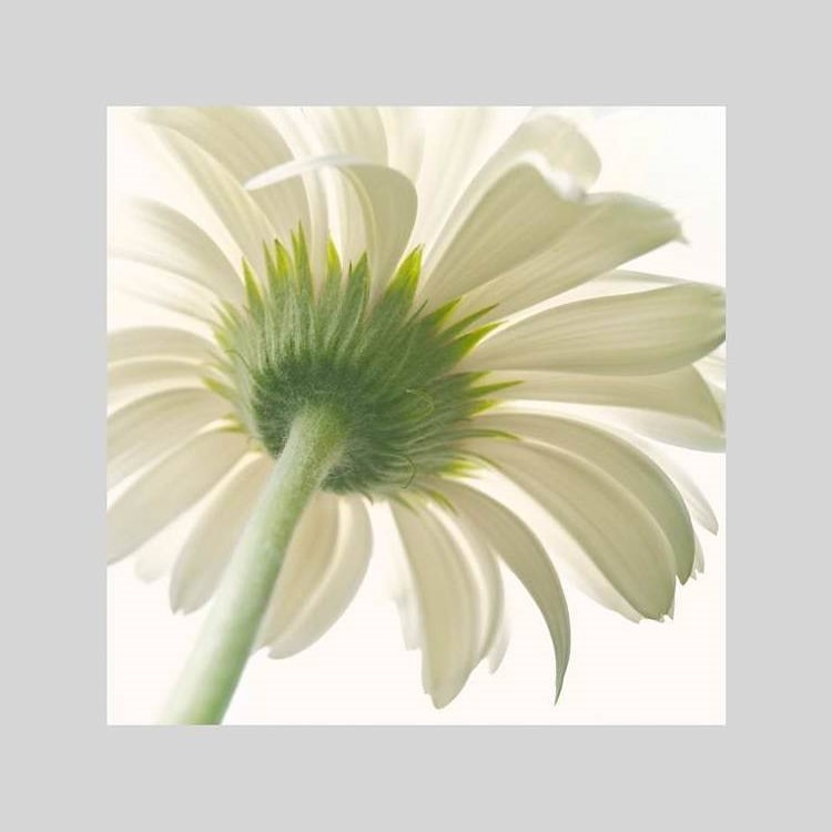 IGREBOW ٥β֡[å 11] ܥ ƥꥢե ԥ㡼 ̿