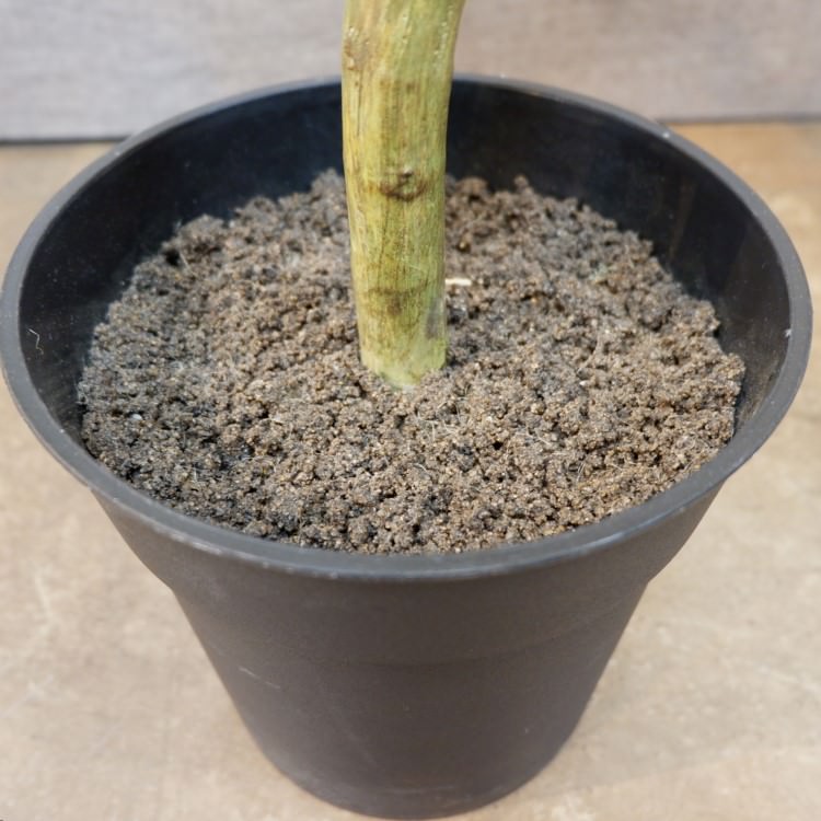 ĥȥƥޥݥå122cmVR22038 ƥե륰꡼ ͹տʪ ͹ ʰȭդ꡼