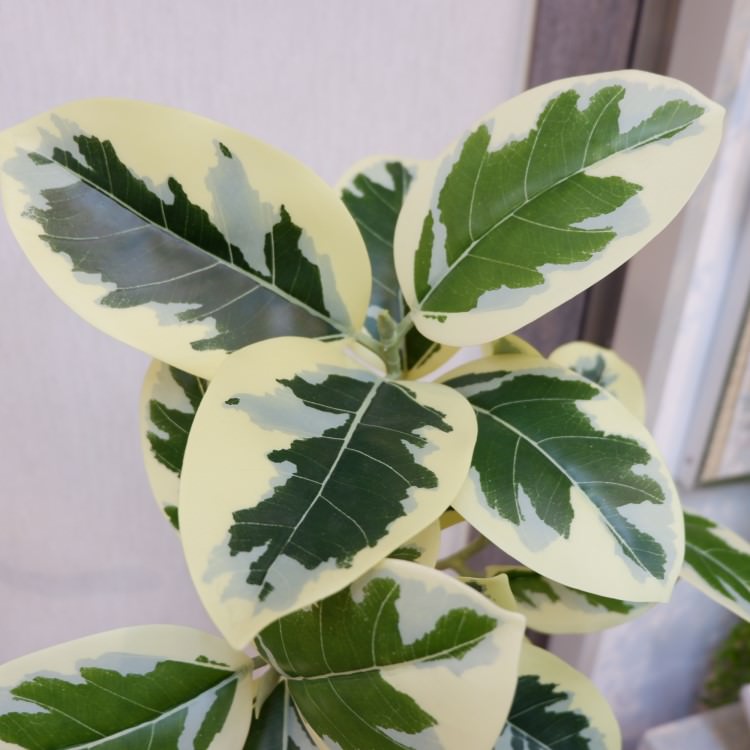 ĥȥƥޥݥå122cmVR22038 ƥե륰꡼ ͹տʪ ͹ ʰȭդ꡼