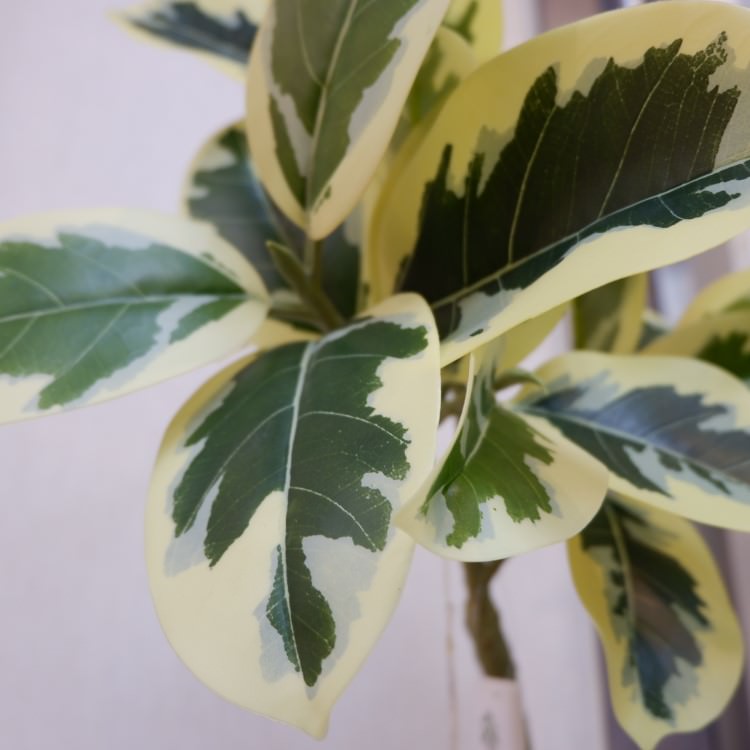 ĥȥƥޥݥå122cmVR22038 ƥե륰꡼ ͹տʪ ͹ ʰȭդ꡼