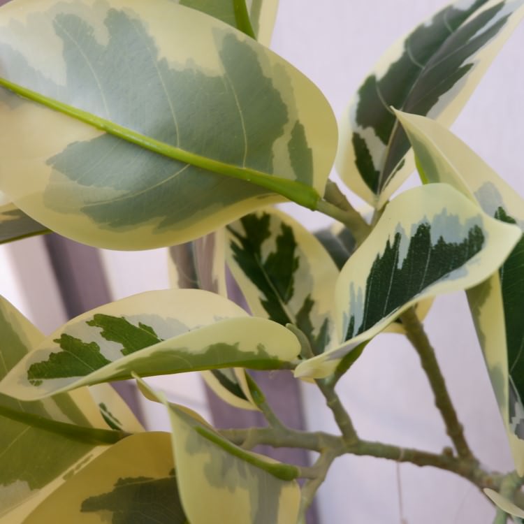 ĥȥƥޥݥå122cmVR22038 ƥե륰꡼ ͹տʪ ͹ ʰȭդ꡼