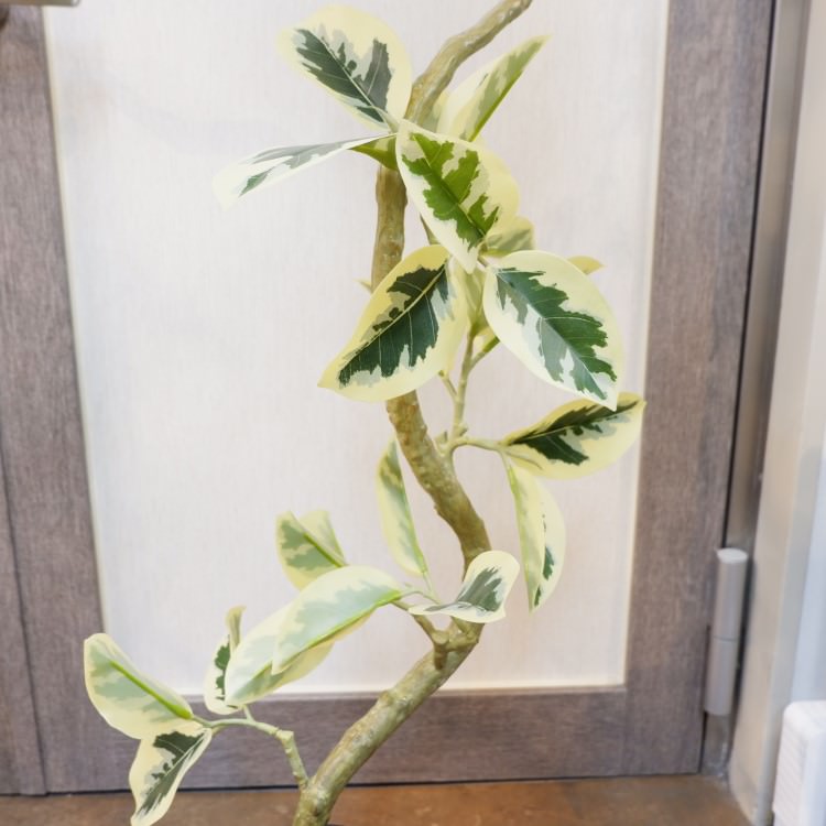 ĥȥƥޥݥå122cmVR22038 ƥե륰꡼ ͹տʪ ͹ ʰȭդ꡼