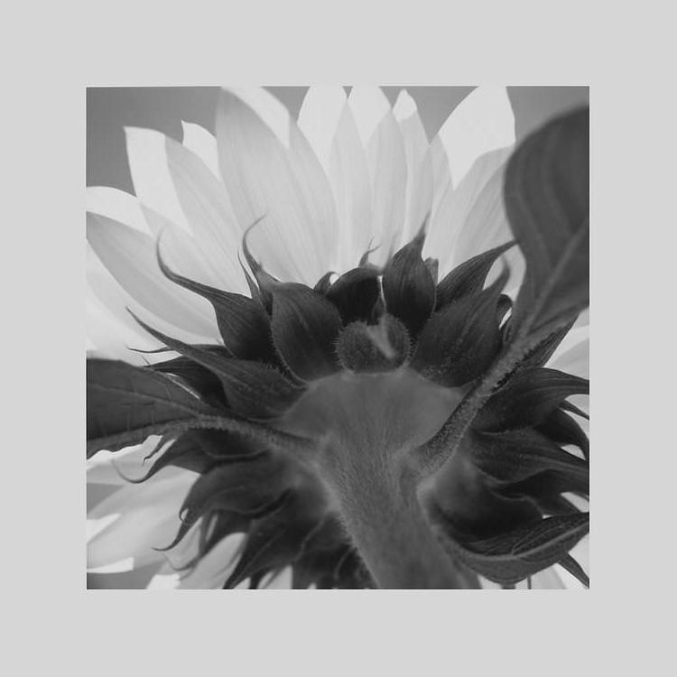 IGREBOW �Ҥޤ��β֡�[����� 1��1] ��������ܥ� ����ƥꥢ�ե��� �ԥ����㡼������ �̿�