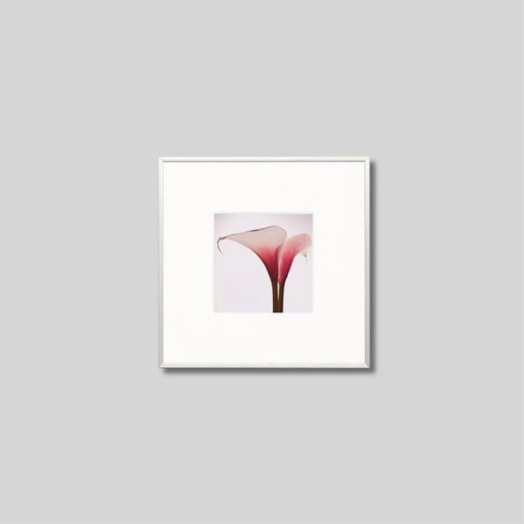 IGREBOW ���顼�β֡�[����� 1��1] ��������ܥ� ����ƥꥢ�ե��� �ԥ����㡼������ �̿�