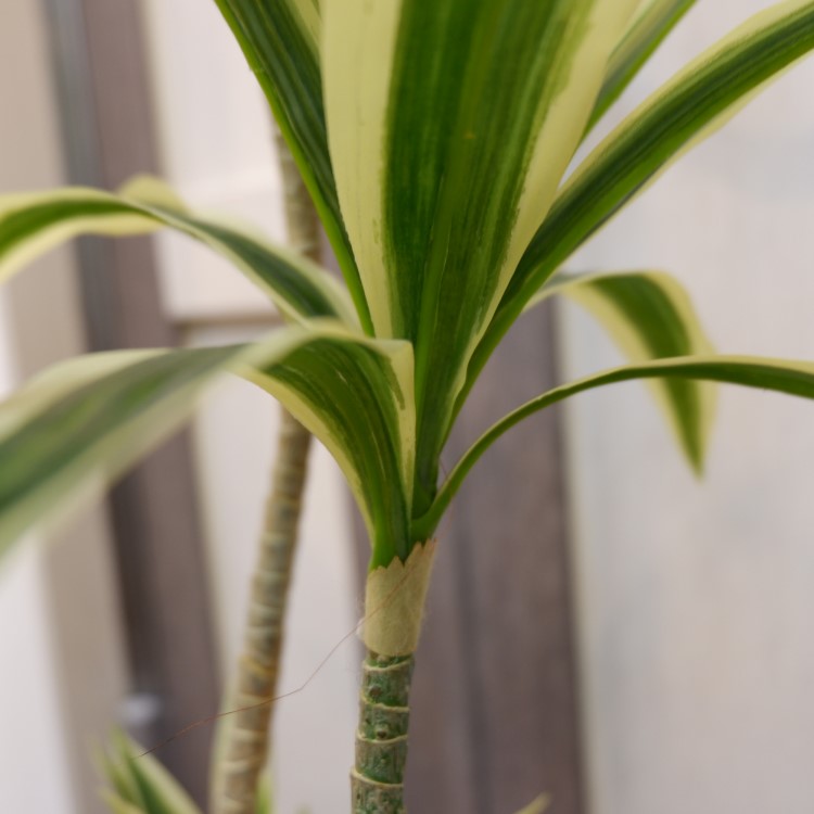 ɥ饻ʥե쥯ݥå109cmVR22090 ƥե륰꡼ ͹տʪ ͹ ʰȭդ꡼