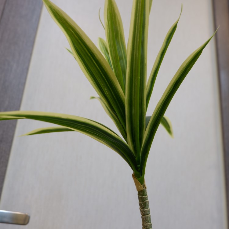 ɥ饻ʥե쥯ݥå109cmVR22090 ƥե륰꡼ ͹տʪ ͹ ʰȭդ꡼