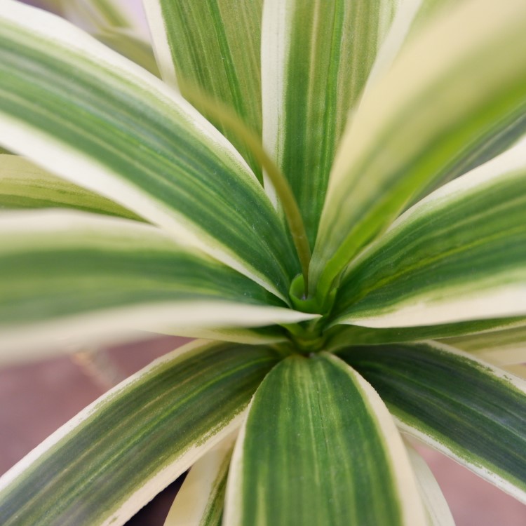 ɥ饻ʥե쥯ݥå109cmVR22090 ƥե륰꡼ ͹տʪ ͹ ʰȭդ꡼