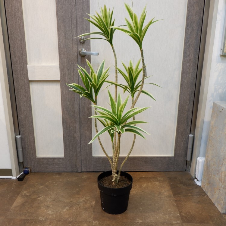 ɥ饻ʥե쥯ݥå109cmVR22090 ƥե륰꡼ ͹տʪ ͹ ʰȭդ꡼