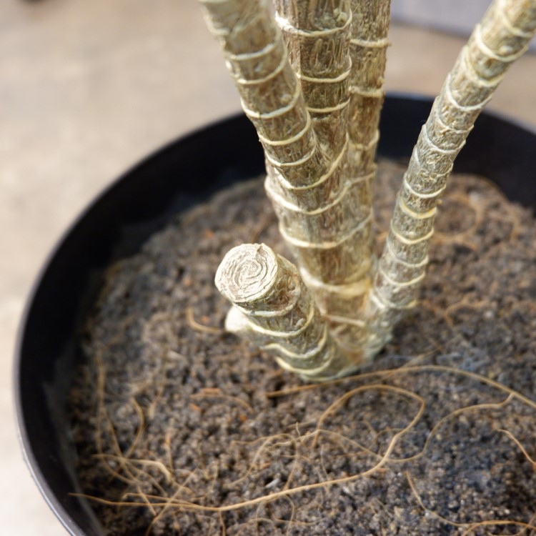 ɥ饻ʥե쥯ݥå109cmVR22090 ƥե륰꡼ ͹տʪ ͹ ʰȭդ꡼