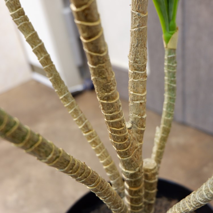 ɥ饻ʥե쥯ݥå109cmVR22090 ƥե륰꡼ ͹տʪ ͹ ʰȭդ꡼