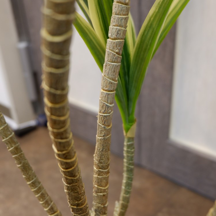 ɥ饻ʥե쥯ݥå109cmVR22090 ƥե륰꡼ ͹տʪ ͹ ʰȭդ꡼