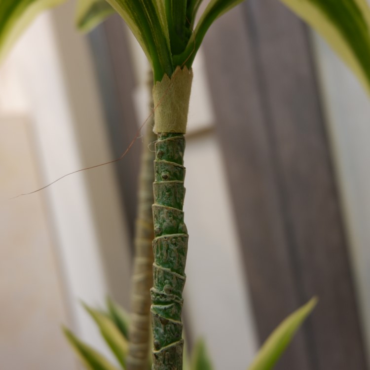 ɥ饻ʥե쥯ݥå109cmVR22090 ƥե륰꡼ ͹տʪ ͹ ʰȭդ꡼