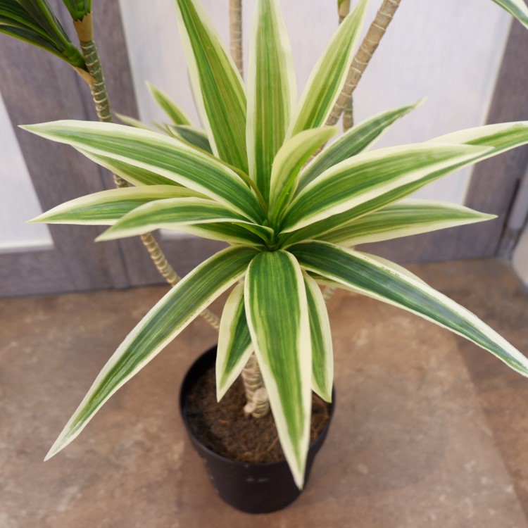 ɥ饻ʥե쥯ݥå109cmVR22090 ƥե륰꡼ ͹տʪ ͹ ʰȭդ꡼