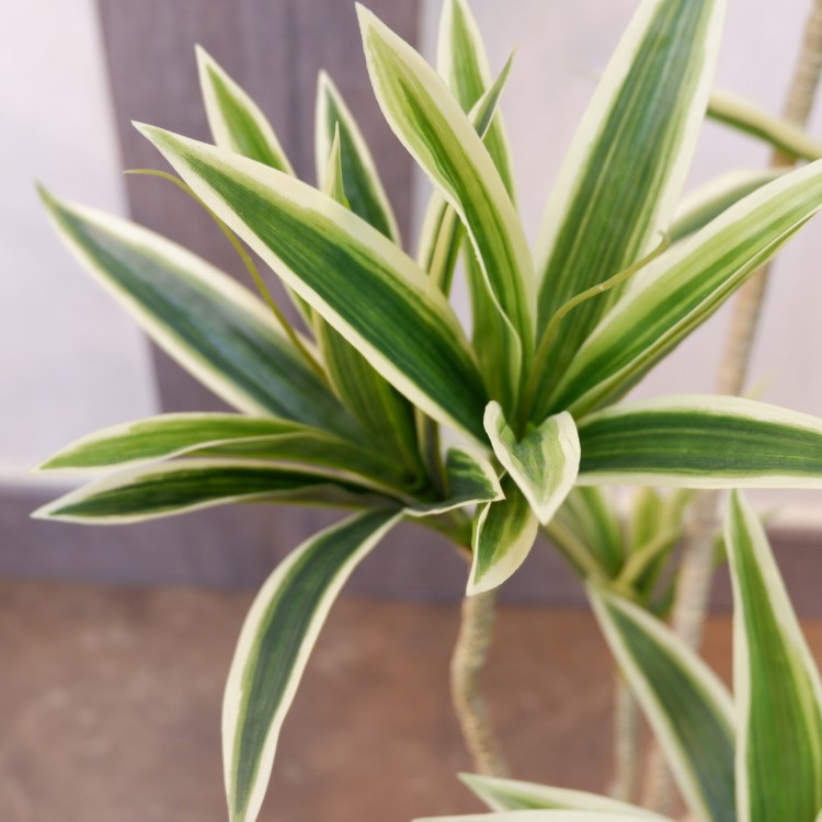 ɥ饻ʥե쥯ݥå109cmVR22090 ƥե륰꡼ ͹տʪ ͹ ʰȭդ꡼