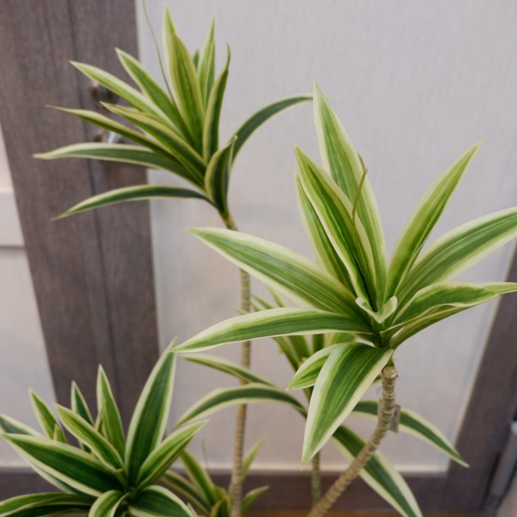 ɥ饻ʥե쥯ݥå109cmVR22090 ƥե륰꡼ ͹տʪ ͹ ʰȭդ꡼