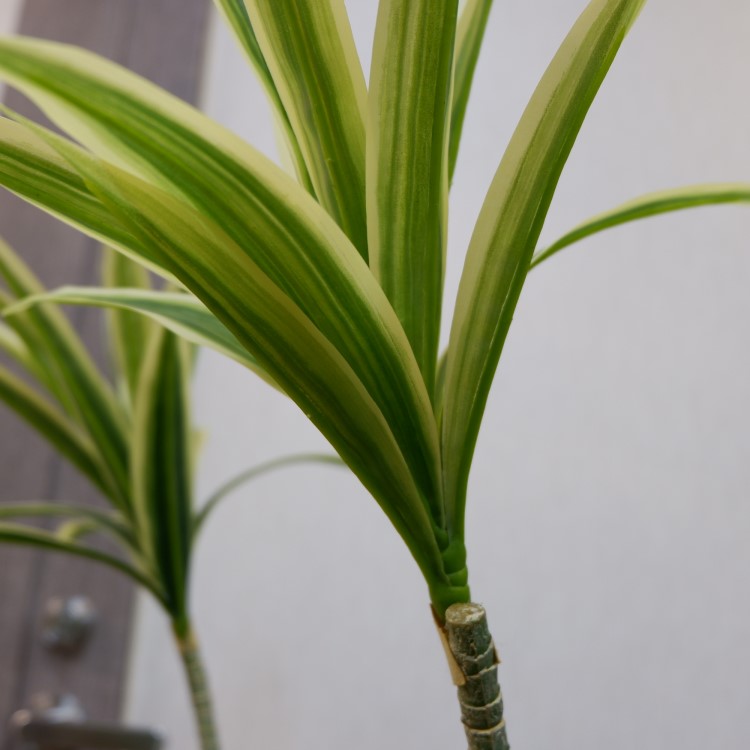 ɥ饻ʥե쥯ݥå109cmVR22090 ƥե륰꡼ ͹տʪ ͹ ʰȭդ꡼