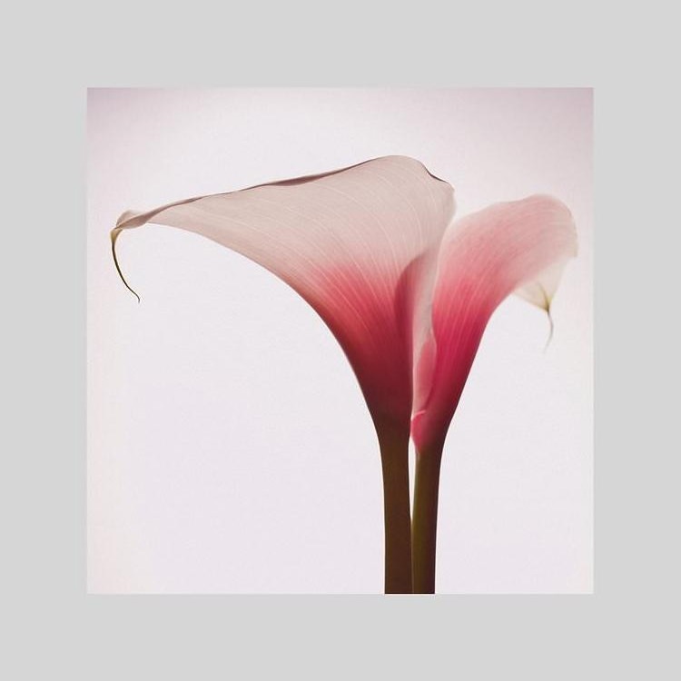 IGREBOW 顼β֡[å 11] ܥ ƥꥢե ԥ㡼 ̿