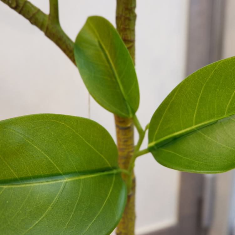 եեݥå116cmVR22091 ƥե륰꡼ ͹տʪ ͹ ʰȭդ꡼