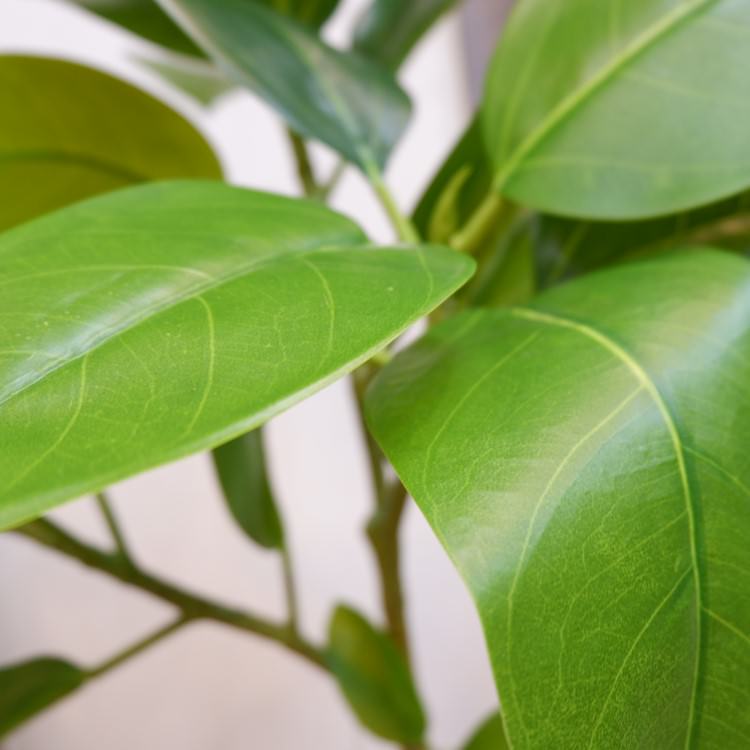 եեݥå116cmVR22091 ƥե륰꡼ ͹տʪ ͹ ʰȭդ꡼