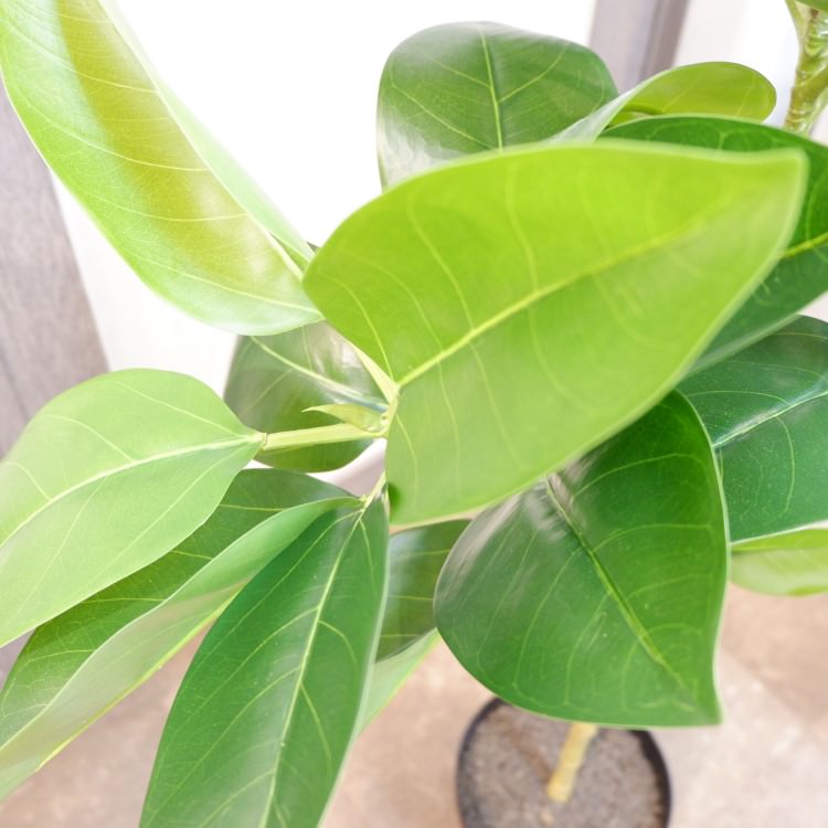 եեݥå116cmVR22091 ƥե륰꡼ ͹տʪ ͹ ʰȭդ꡼