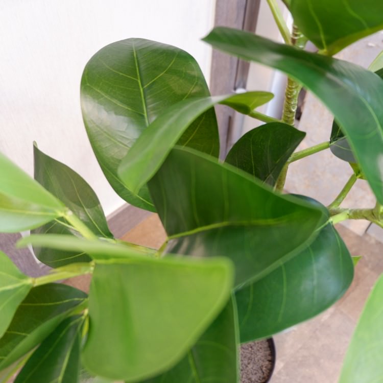 եեݥå116cmVR22091 ƥե륰꡼ ͹տʪ ͹ ʰȭդ꡼