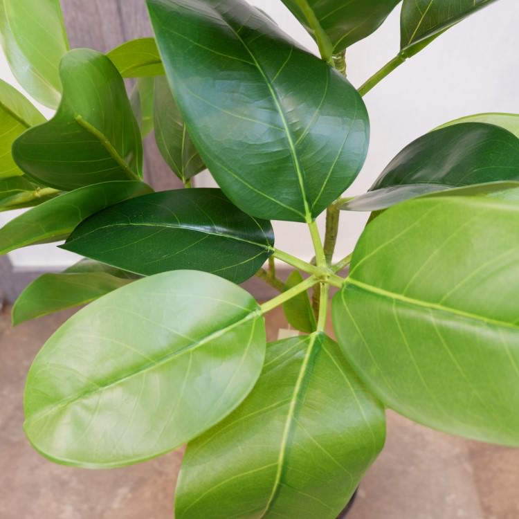 եեݥå116cmVR22091 ƥե륰꡼ ͹տʪ ͹ ʰȭդ꡼