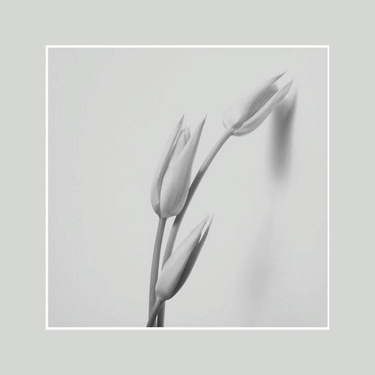 IGREBOW 塼åפβ֡[ 11] ܥ ƥꥢե ԥ㡼 ̿