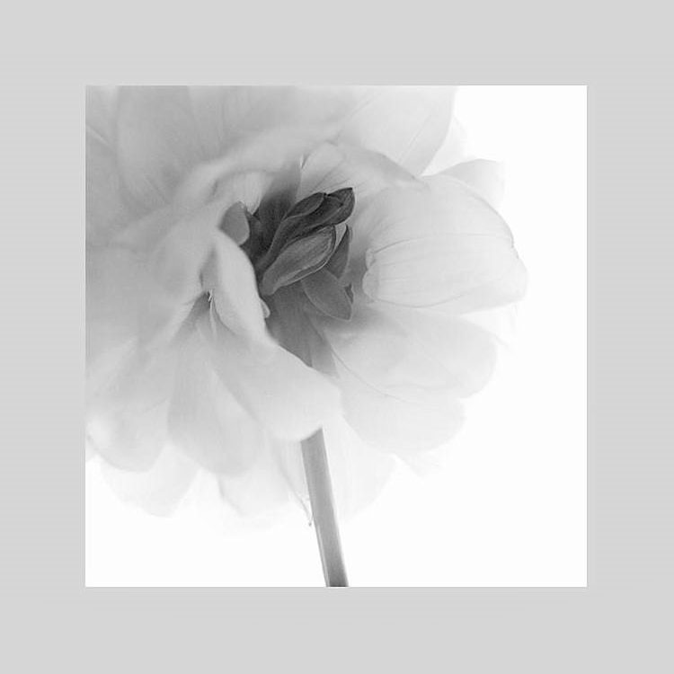 IGREBOW ꥢβ֡[ 11] ܥ ƥꥢե ԥ㡼 ̿