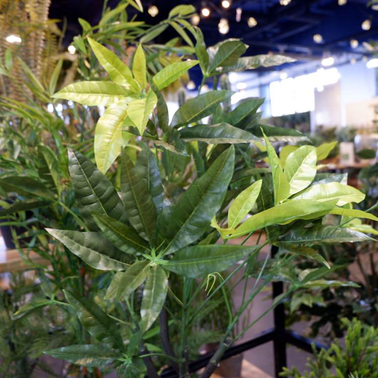 ѥݥå 110cmGLA-1197 ƥե륰꡼ ͹տʪ ȭդ꡼