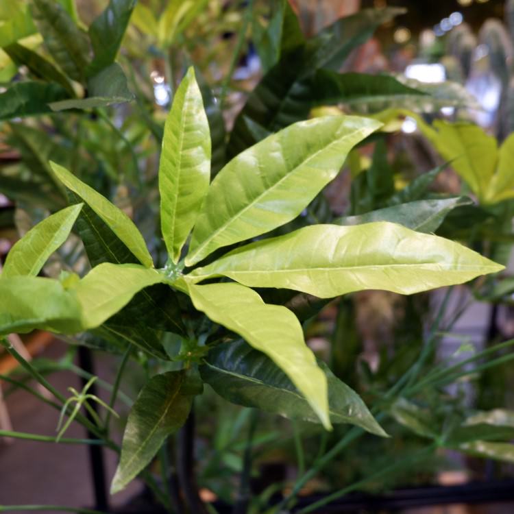 ѥݥå 110cmGLA-1197 ƥե륰꡼ ͹տʪ ȭդ꡼