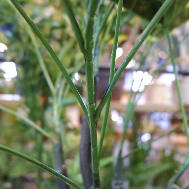 ѥݥå 110cmGLA-1197 ƥե륰꡼ ͹տʪ ȭդ꡼