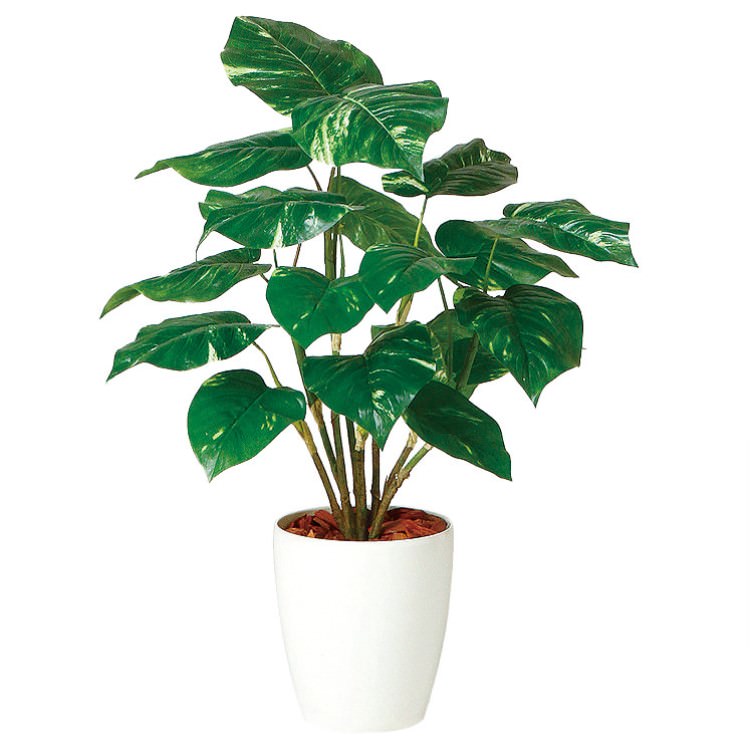 ݥȥ R W60H70cmTK98944 ƥե륰꡼ ͹տʪ ͹ ȭդ꡼