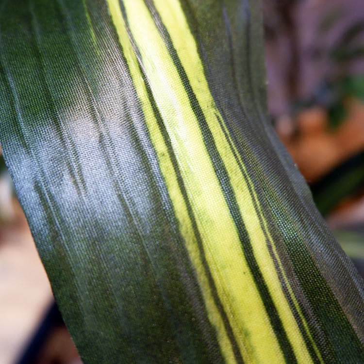 ޥåݥå 120cmGLA-1200 ƥե륰꡼ ͹տʪ ȭդ꡼