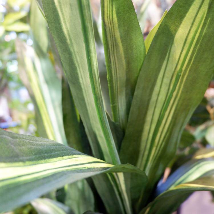 ޥåݥå 120cmGLA-1200 ƥե륰꡼ ͹տʪ ȭդ꡼