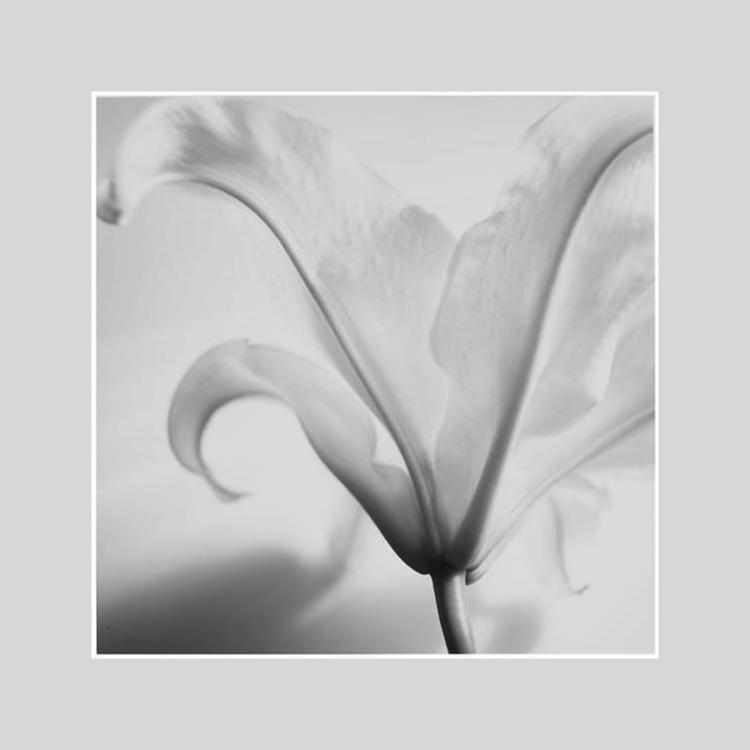 IGREBOW ���β֡�[����� 1��1] ��������ܥ� ����ƥꥢ�ե��� �ԥ����㡼������ �̿�