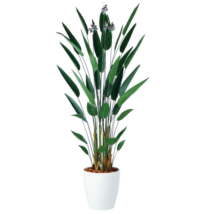  W80H180cmTK98955 ƥե륰꡼ ͹տʪ ͹ ȭդ꡼