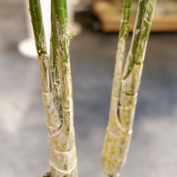 쥫ѡ 160cmGLA-1369 ƥե륰꡼ ͹տʪ ȭդ꡼