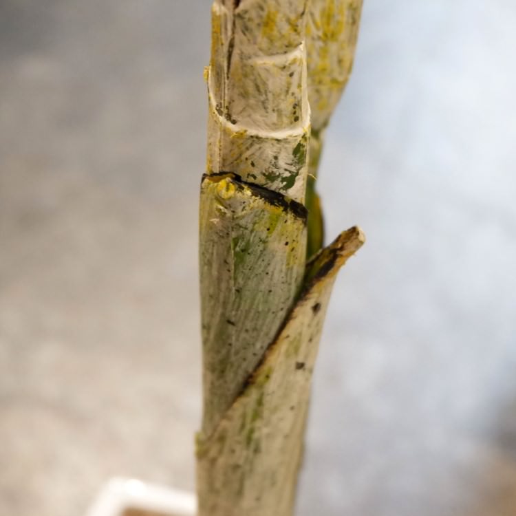 쥫ѡ 160cmGLA-1369 ƥե륰꡼ ͹տʪ ȭդ꡼