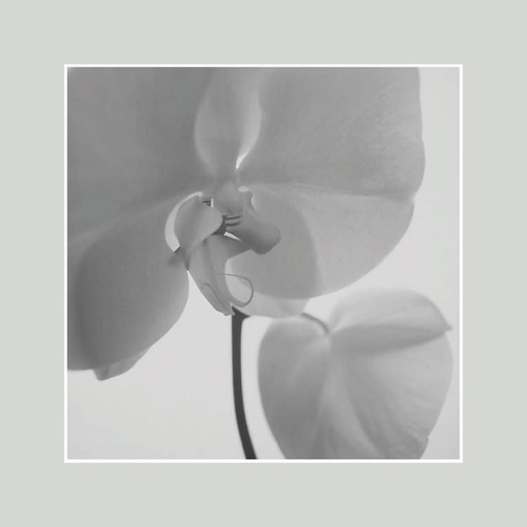 IGREBOW ���β֡�[���å� 1��1] ��������ܥ� ����ƥꥢ�ե��� �ԥ����㡼������ �̿�