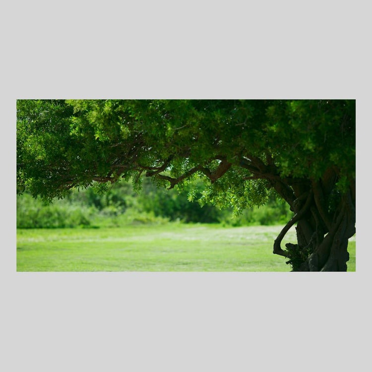 IGREBOW �˥塼����ɥ˥� �̥�����ӡ������ڱ���[���å� 1��2] ��������ܥ� ����ƥꥢ�ե��� �ԥ����㡼������ �̿�