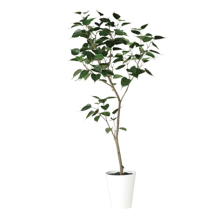 ɥܥ FST W80H180cmTK91855 ƥե륰꡼ ͹տʪ ͹ ȭդ꡼