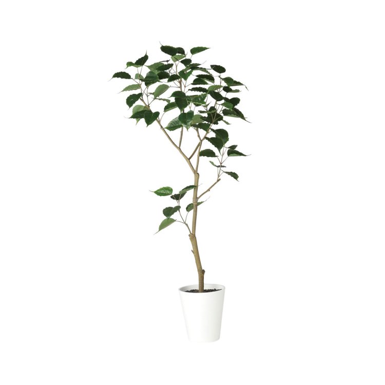 ɥܥ FST W70H150cmTK91858 ƥե륰꡼ ͹տʪ ͹ ȭդ꡼