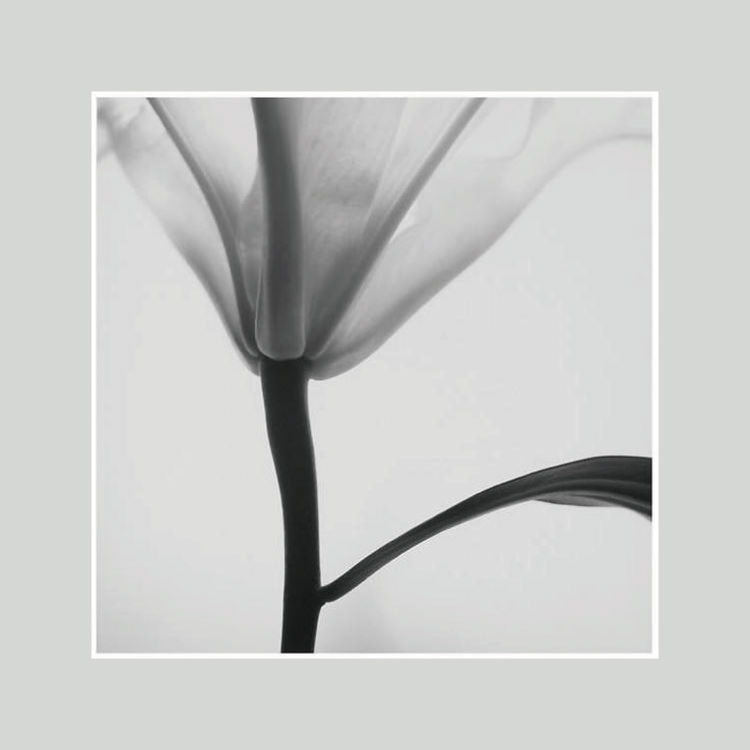 IGREBOW β֡[å 11] ܥ ƥꥢե ԥ㡼 ̿