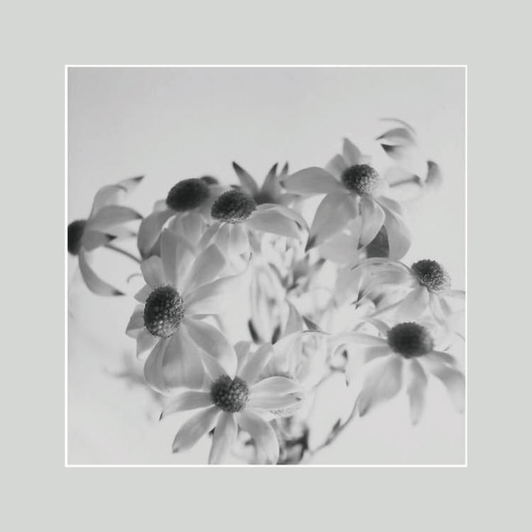 IGREBOW �ե��ͥ�ե��β֡�[����� 1��1] ��������ܥ� ����ƥꥢ�ե��� �ԥ����㡼������ �̿�