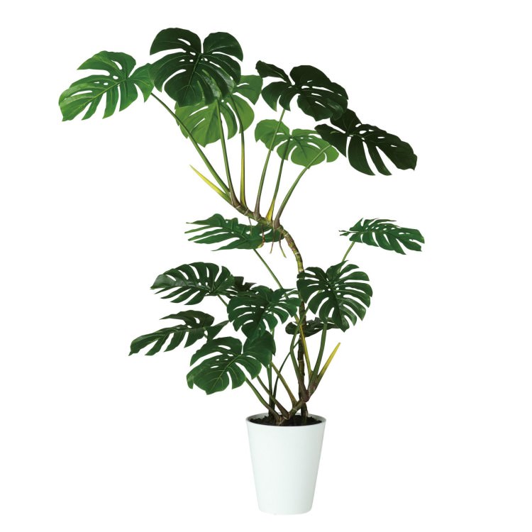 磻ɥ󥹥ƥ W110H160cmTK91867 ƥե륰꡼ ͹տʪ ͹ ȭդ꡼