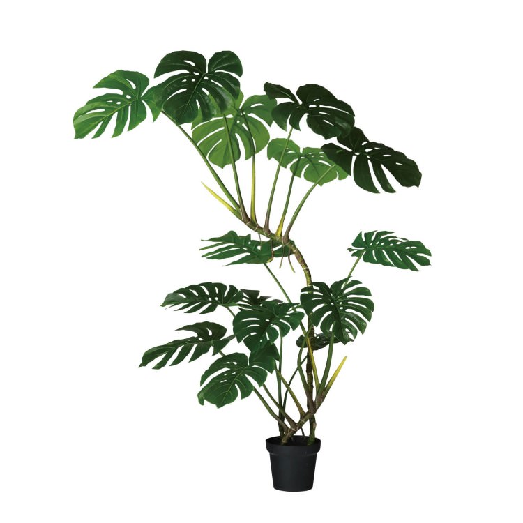 磻ɥ󥹥ƥ W100H150cmTK91868 ƥե륰꡼ ͹տʪ ͹ ꡼