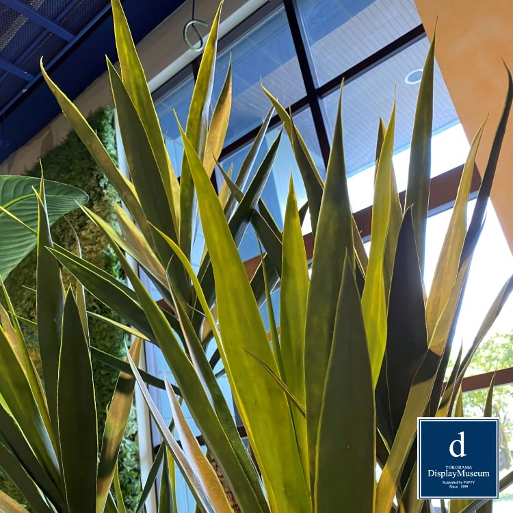 ꡼󥢥󥸥 (å)230cmòͥǥץ쥤ߥ塼 FBCD-5000 ƥե륰꡼ ꡼󥢥󥸥 ¤ ١դ